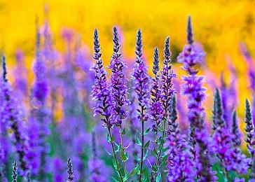 《暗黑破坏神2：重制版》法师预告 战力强悍轻松杀敌