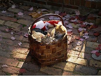 《Christmas Tina -泡沫冬景-》背后的时代背景